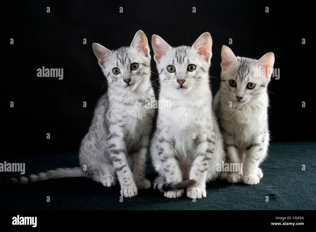 3 chatons jouant Banque D'Images