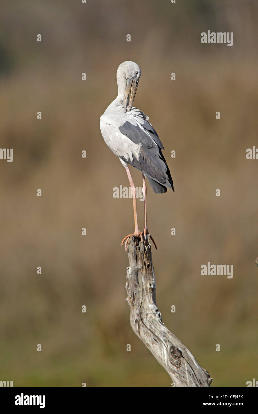 Asian Openbill lissage stork Banque D'Images