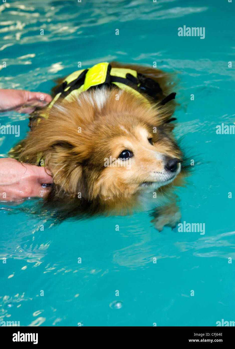 Shetland Sheepdog natation Banque D'Images