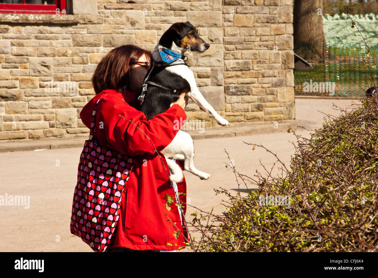Femme montrant son chien quelques moutons dans un champ,chien d'alerte à l'élevage dans la zone, à Banque D'Images
