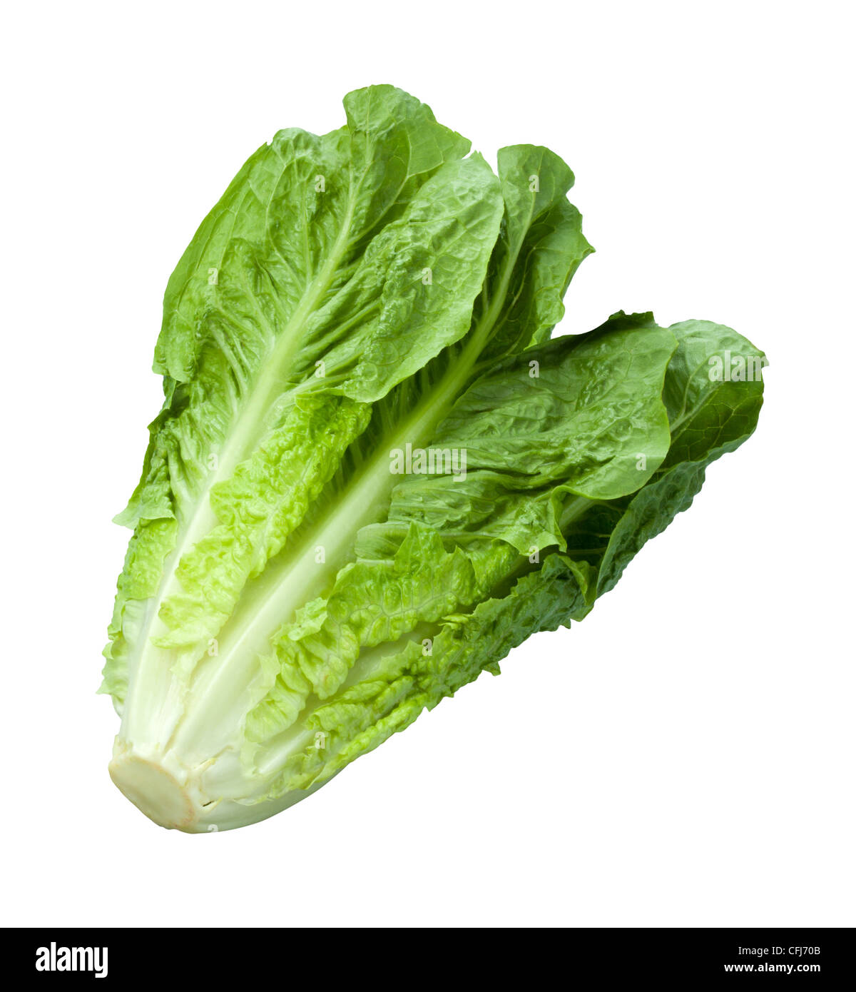 Laitue romaine isolated on white Banque D'Images