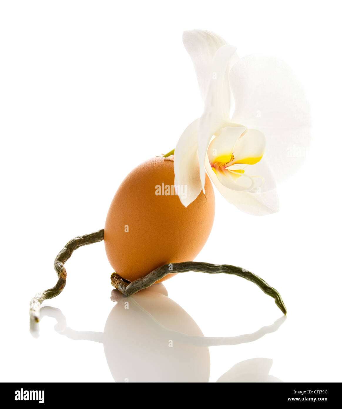 Orchid on a white background réflexive . Banque D'Images