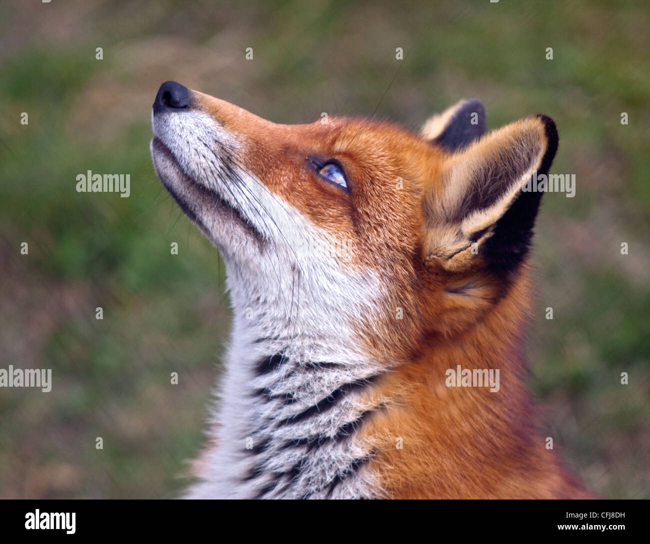 European Red Fox (Vulpes vulpes), Royaume-Uni Banque D'Images