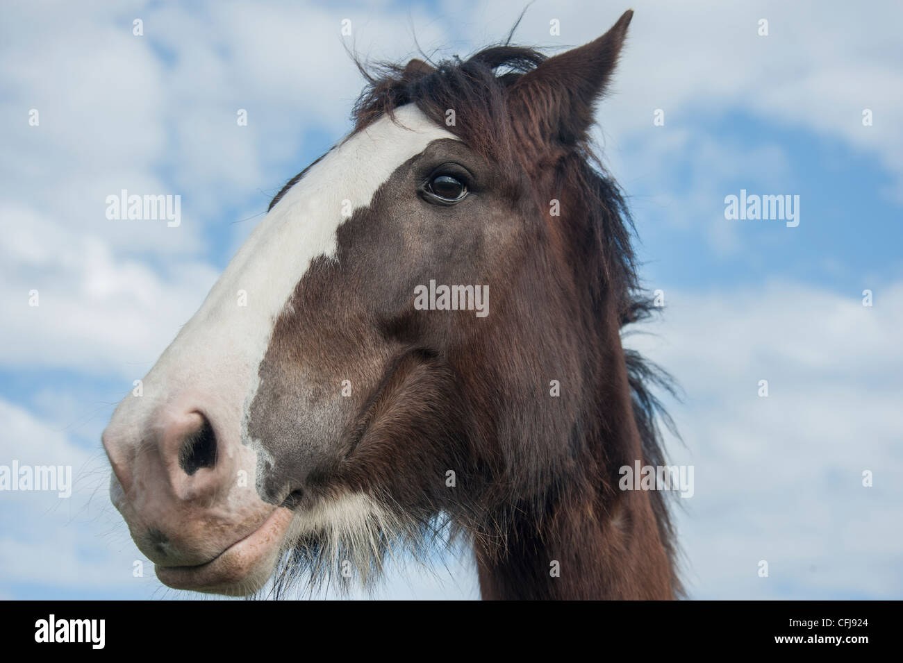 Projet de Clydesdale Horse mare Banque D'Images