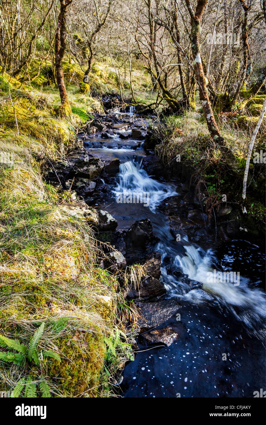 Brûler ou écossais brook avec de petites chutes d'exécution entre forêt Banque D'Images