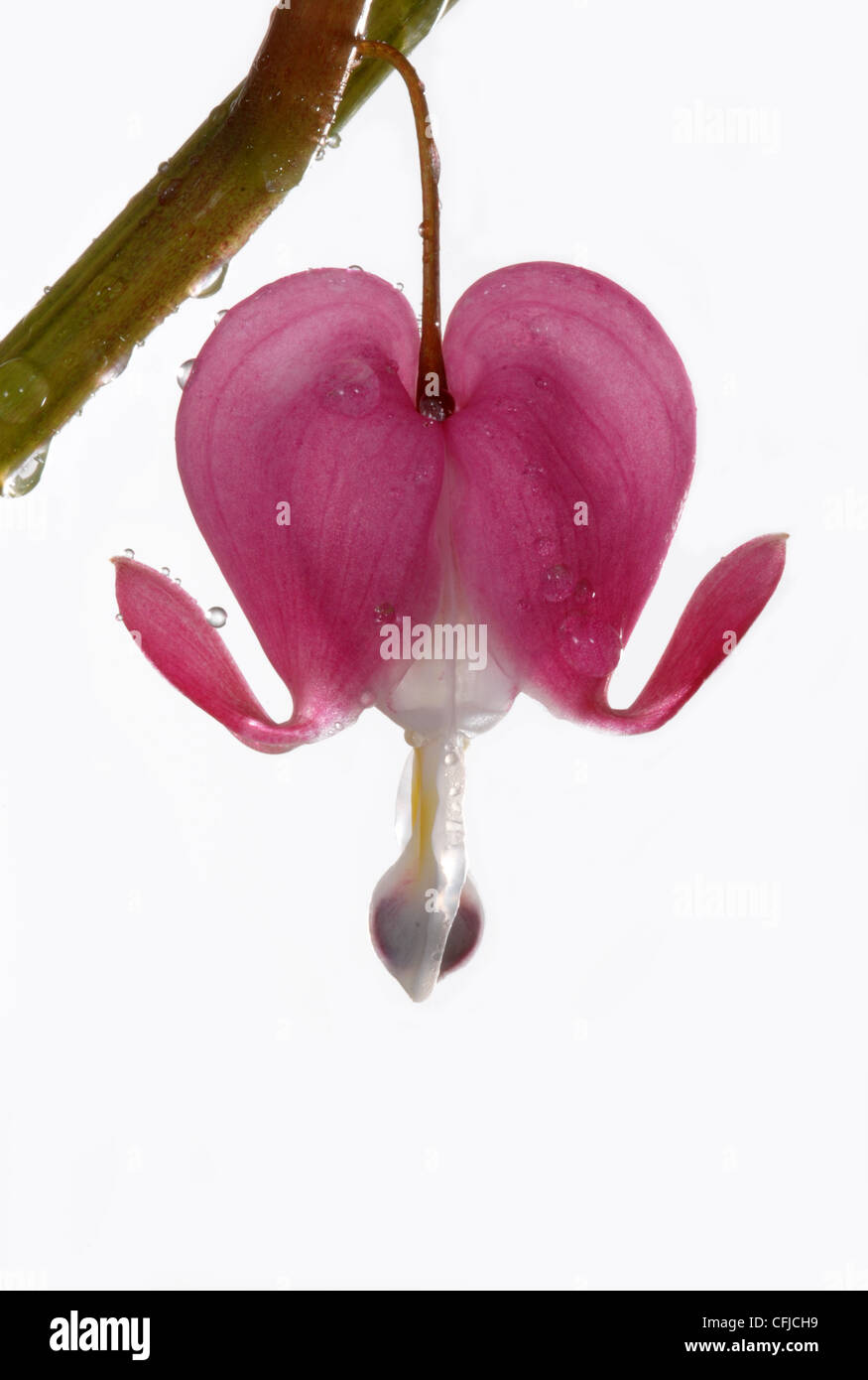 Le Cœur-Blossom, Close up. Banque D'Images