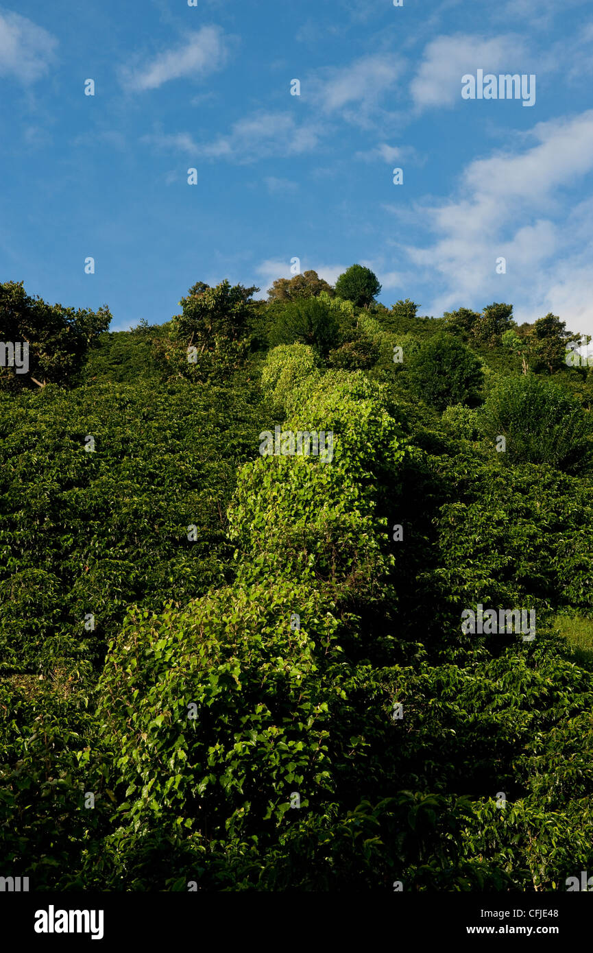 Les plantations de café Banque D'Images