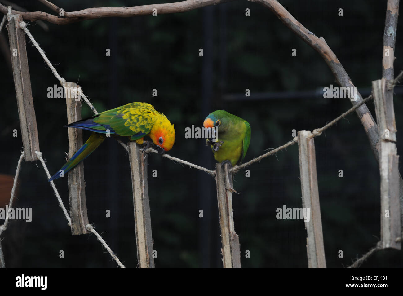 Parrot copie sur les forêts tropicales du Brésil Banque D'Images