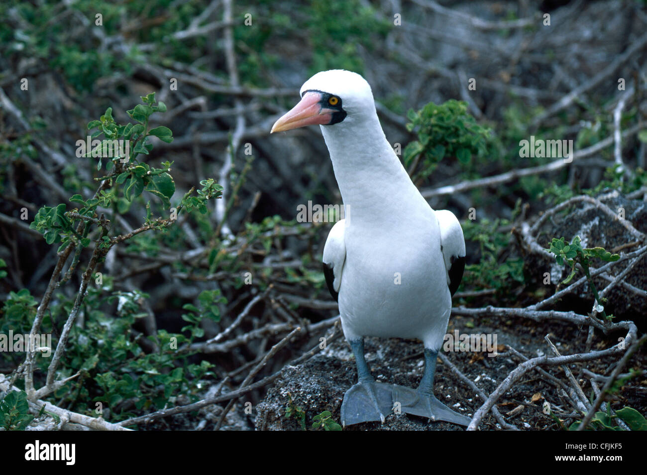 Fous masqués dans une cour Banque D'Images