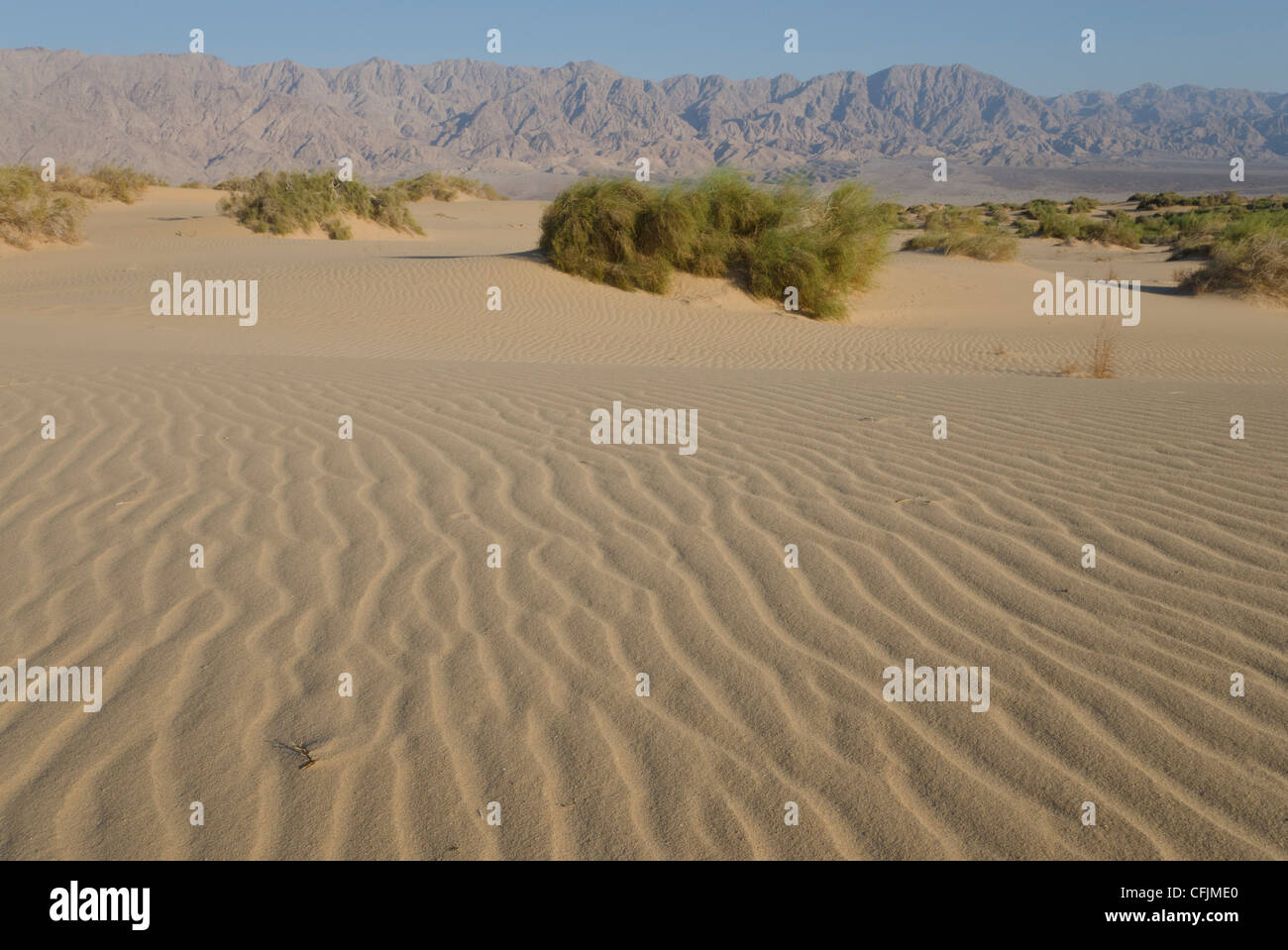Les dunes de sable de Samar, vallée de l'Arava, Israël, Moyen Orient Banque D'Images