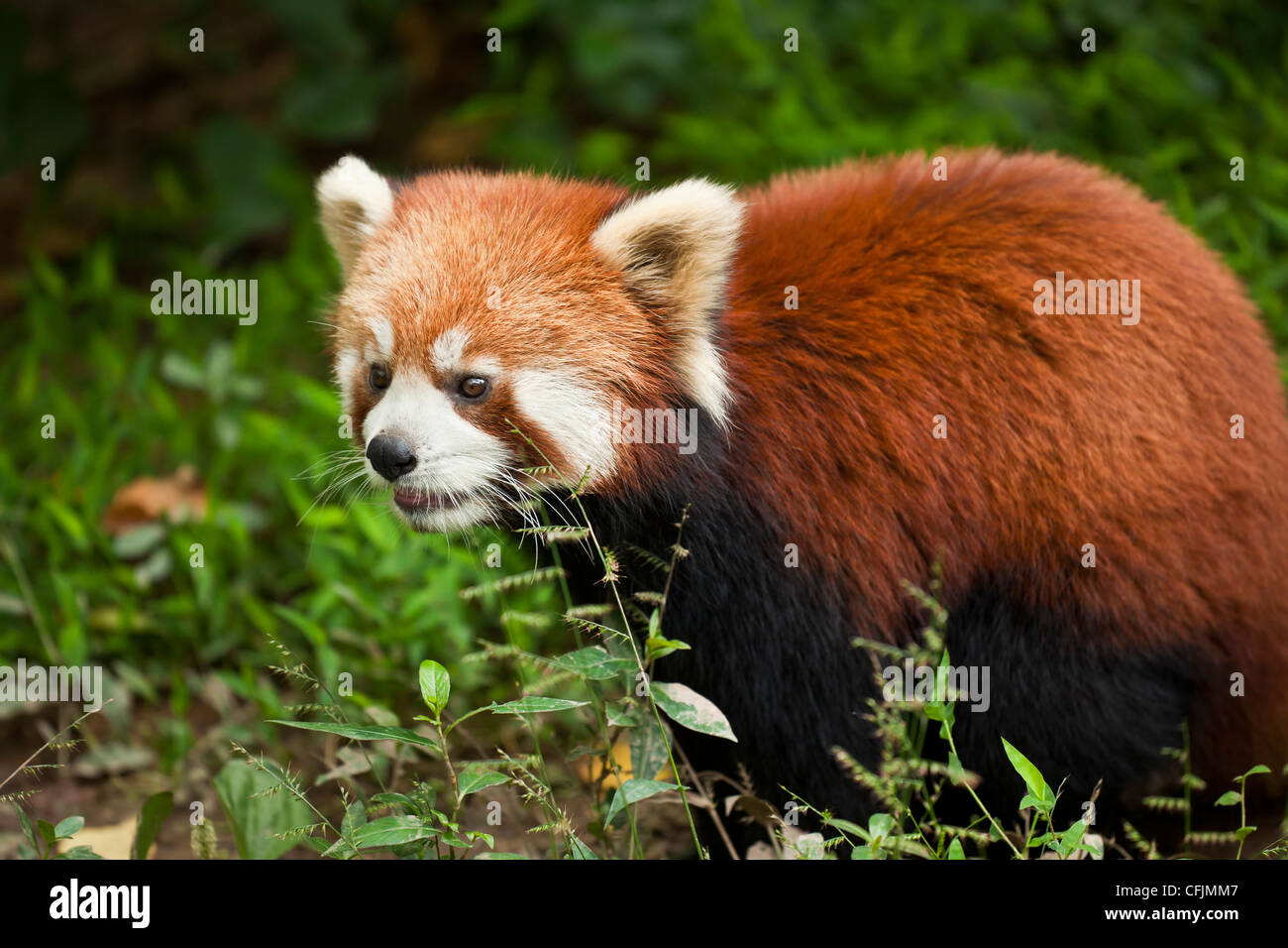 Le panda rouge (Ailurus fulgens), Centre de recherche et de reproduction de Panda, Chengdu, province du Sichuan, Chine, Asie Banque D'Images
