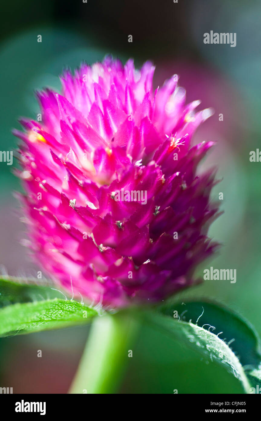 Amarante Globe flower close up Amaranthaceae Gomphrena globosa Amérique tropicale Banque D'Images