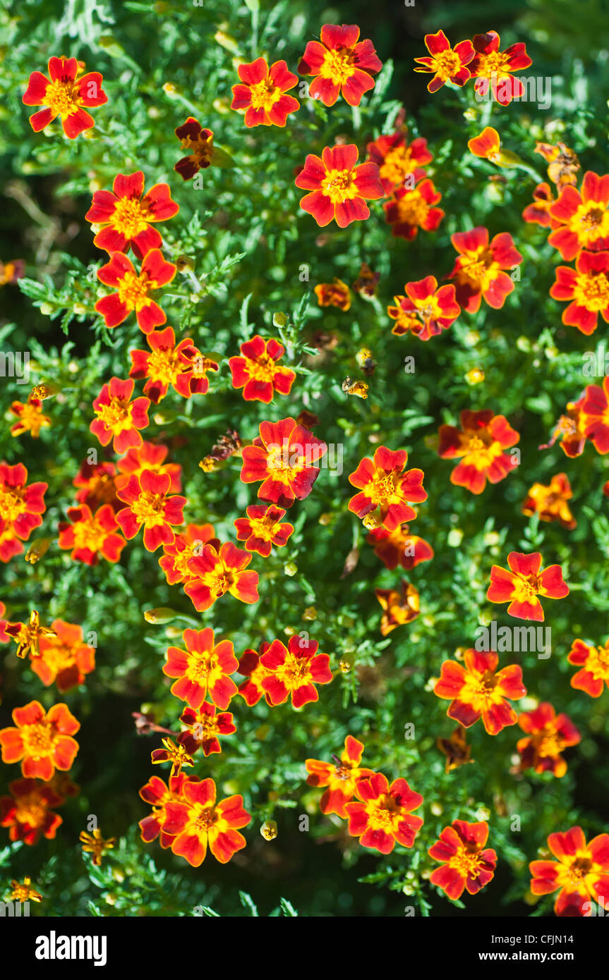 Jaune Orange fleurs comestibles de signet, de souci Tagetes Tenuifolia var joyau rouge Banque D'Images