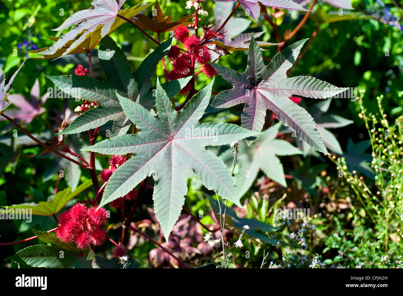 Fleurs rouge feuilles de ricin, Ricinus Communis var Carmencita, Euphorbiaceae Banque D'Images