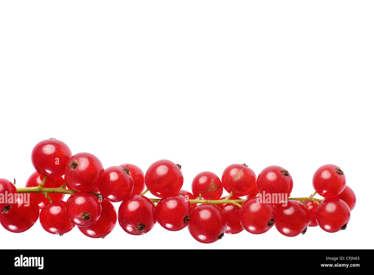 La groseille (Ribes rubrum) macro, isolé sur fond blanc. Banque D'Images