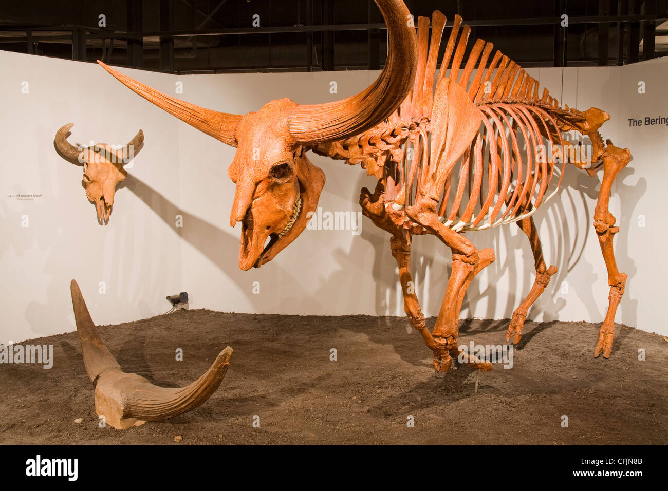Le bison géant squelette dans le musée d'Histoire Naturelle et de la science, de l'Ohio, États-Unis d'Amérique, Amérique du Nord Banque D'Images