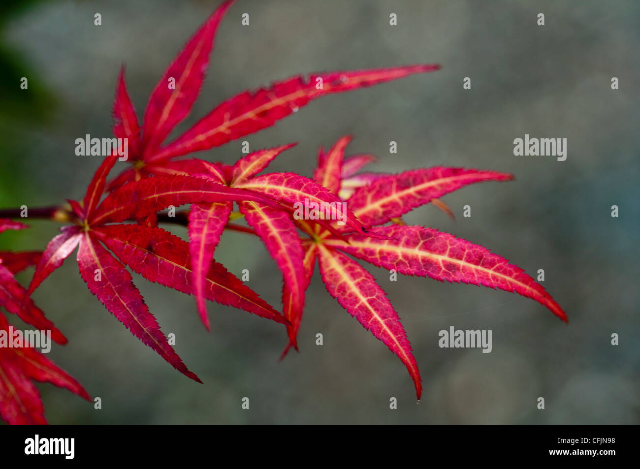 Fermer les feuilles de Mapple, Japonais Acer palmatum atropurpureum, Aceraceae Banque D'Images