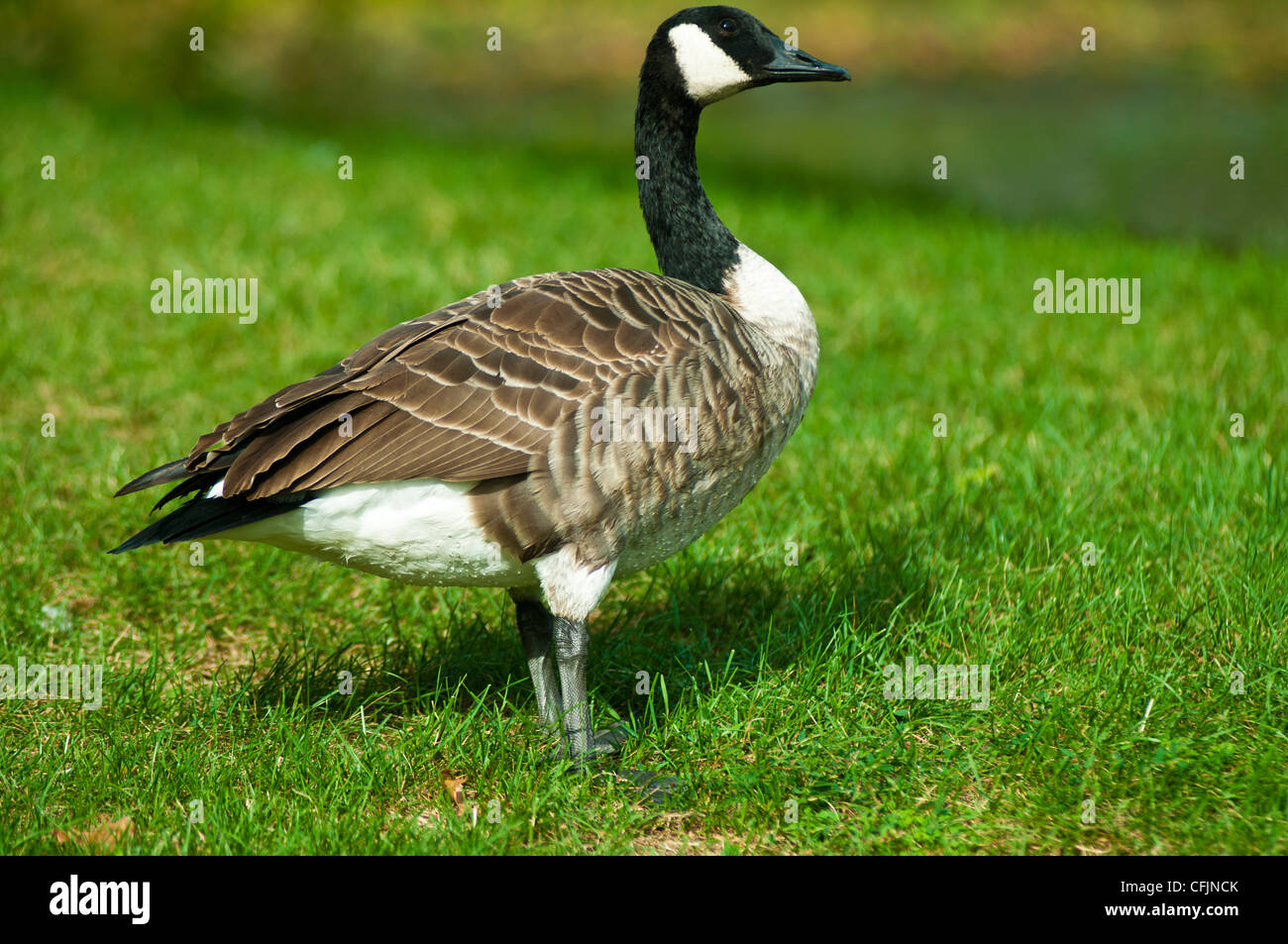 Canada goose Banque de photographies et d’images à haute résolution - Alamy