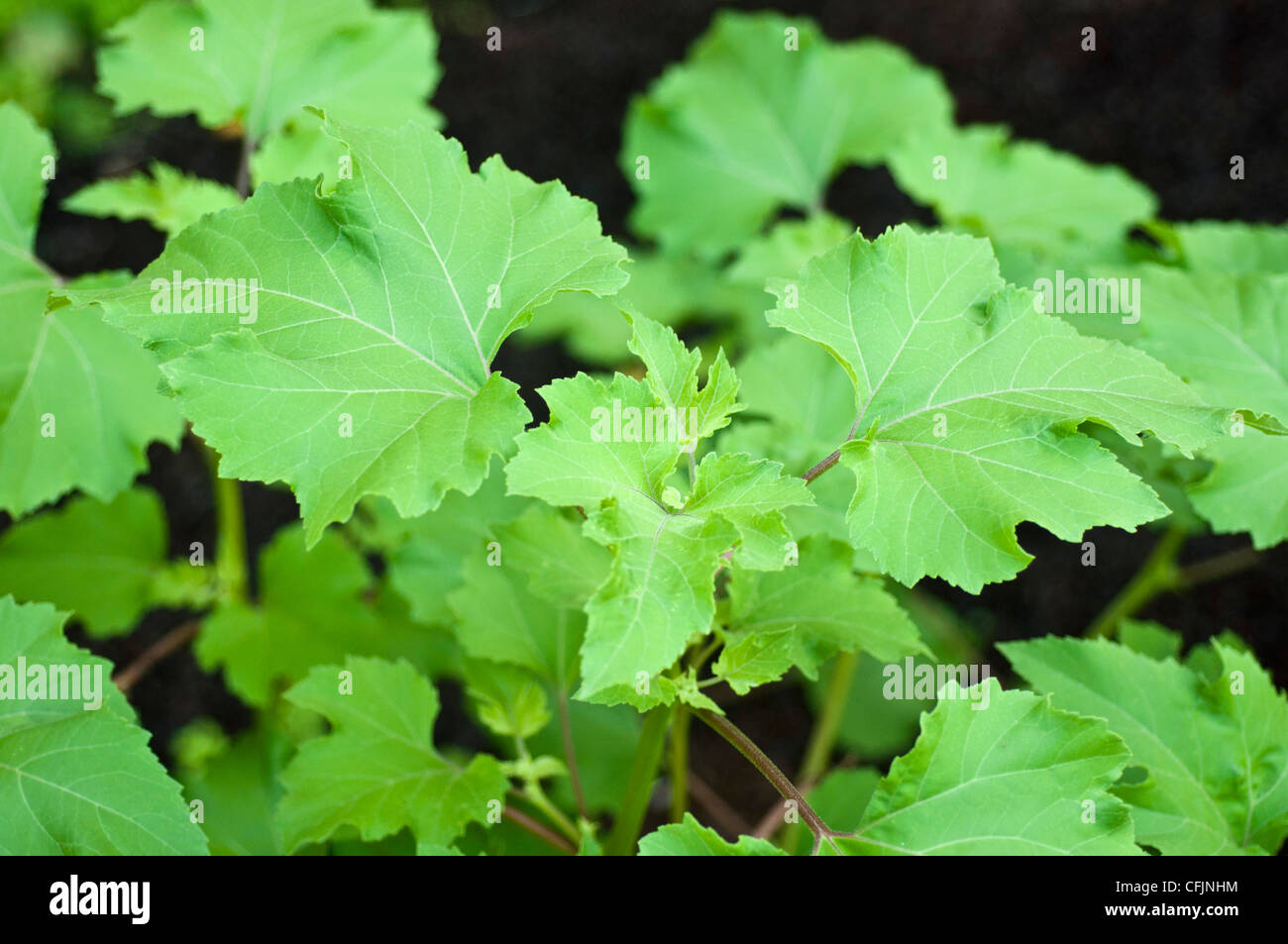 Feuilles de cocklebur de plantes toxiques Banque de photographies et d’images à haute résolution