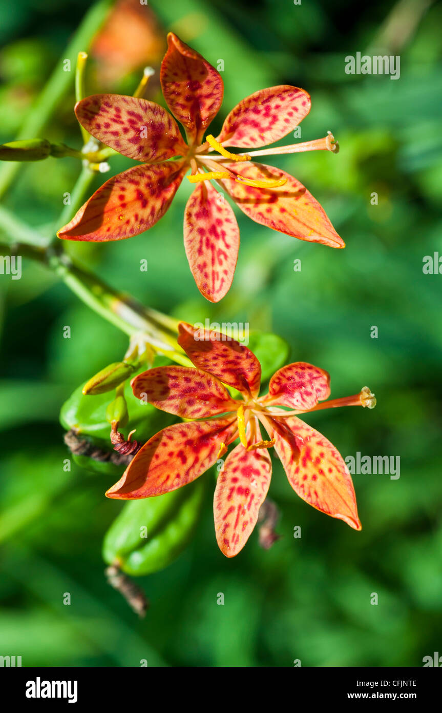 Lilly Blackberry, Belamcanda chinensis, Iridaceae, plante médicinale chinoise Banque D'Images