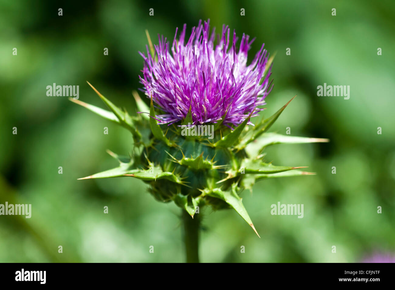 Le Chardon Marie Silybum marianum, Asteraceae, sylimarin contiennent des plantes médicinales pour le traitement des lésions du foie Banque D'Images
