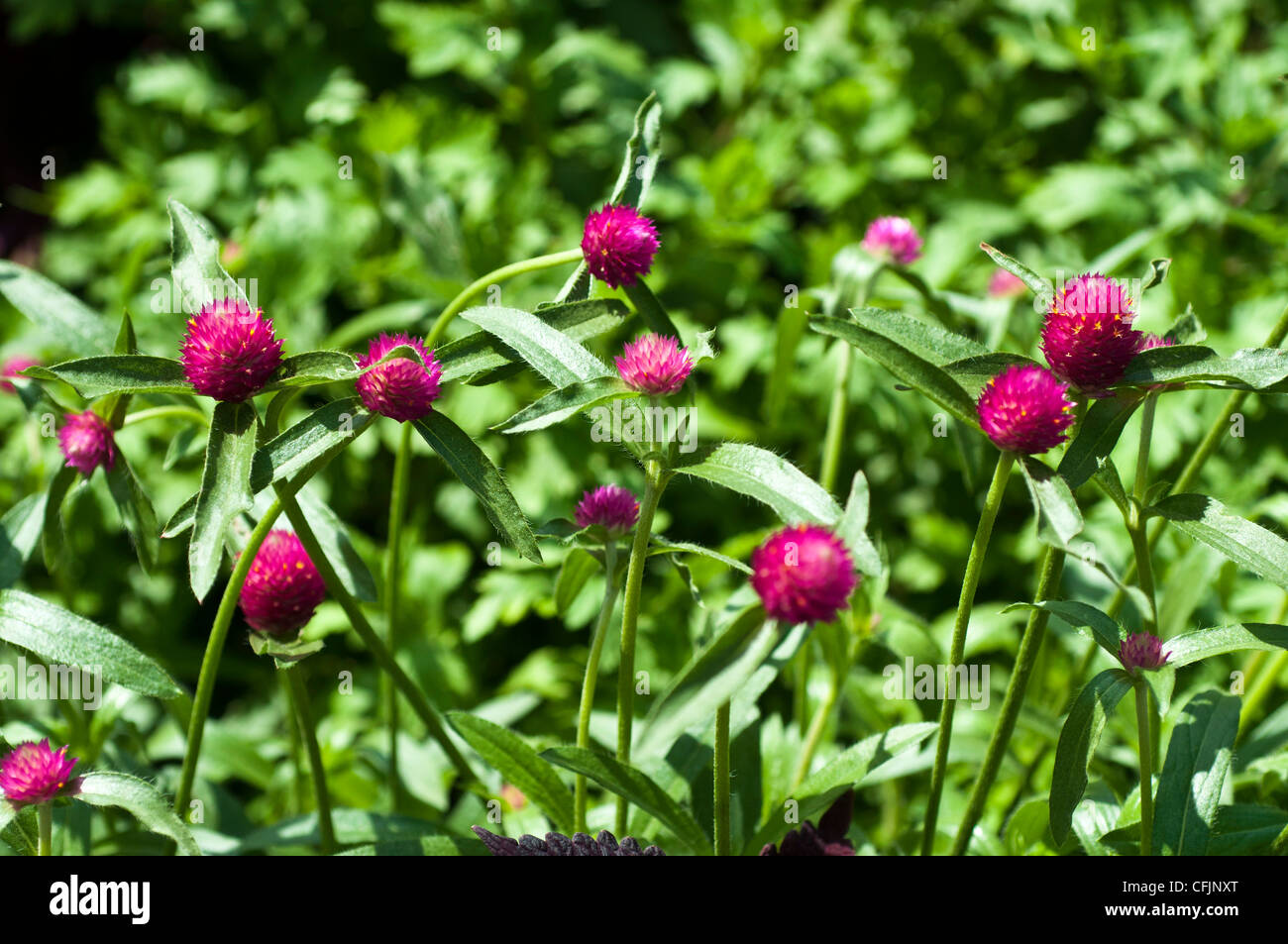 Amarante Red Globe flower close up Amaranthaceae Gomphrena globosa Amérique tropicale Banque D'Images