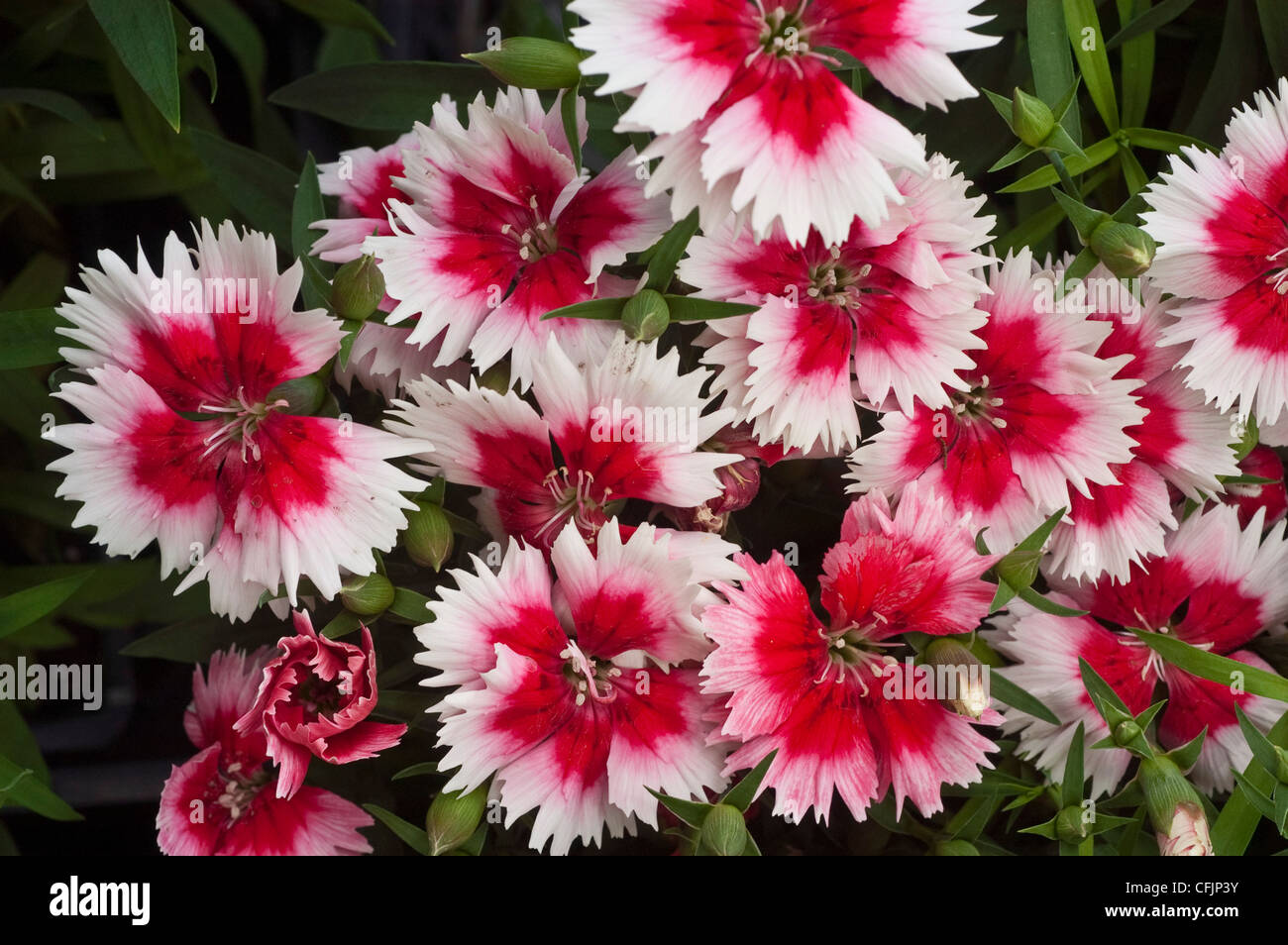 Des fleurs blanches et rouges, Caryophyllaceae Dianthus barbatus Banque D'Images