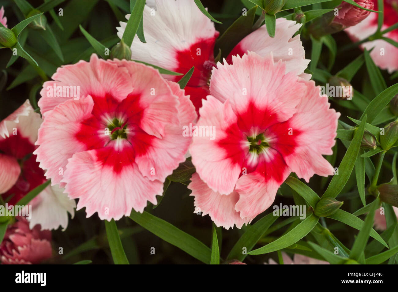 Des fleurs blanches et rouges, Caryophyllaceae Dianthus barbatus Banque D'Images