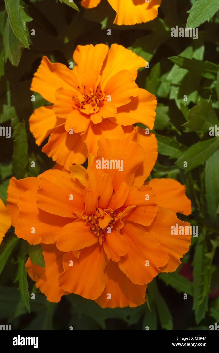 Orange fleurs de Caléndula var Safari la mandarine, Tagetes patula, Asteraceae , Banque D'Images Orange fleurs de Caléndula var Safari la mandarine, Tagetes patula, Asteraceae , Banque D'Images