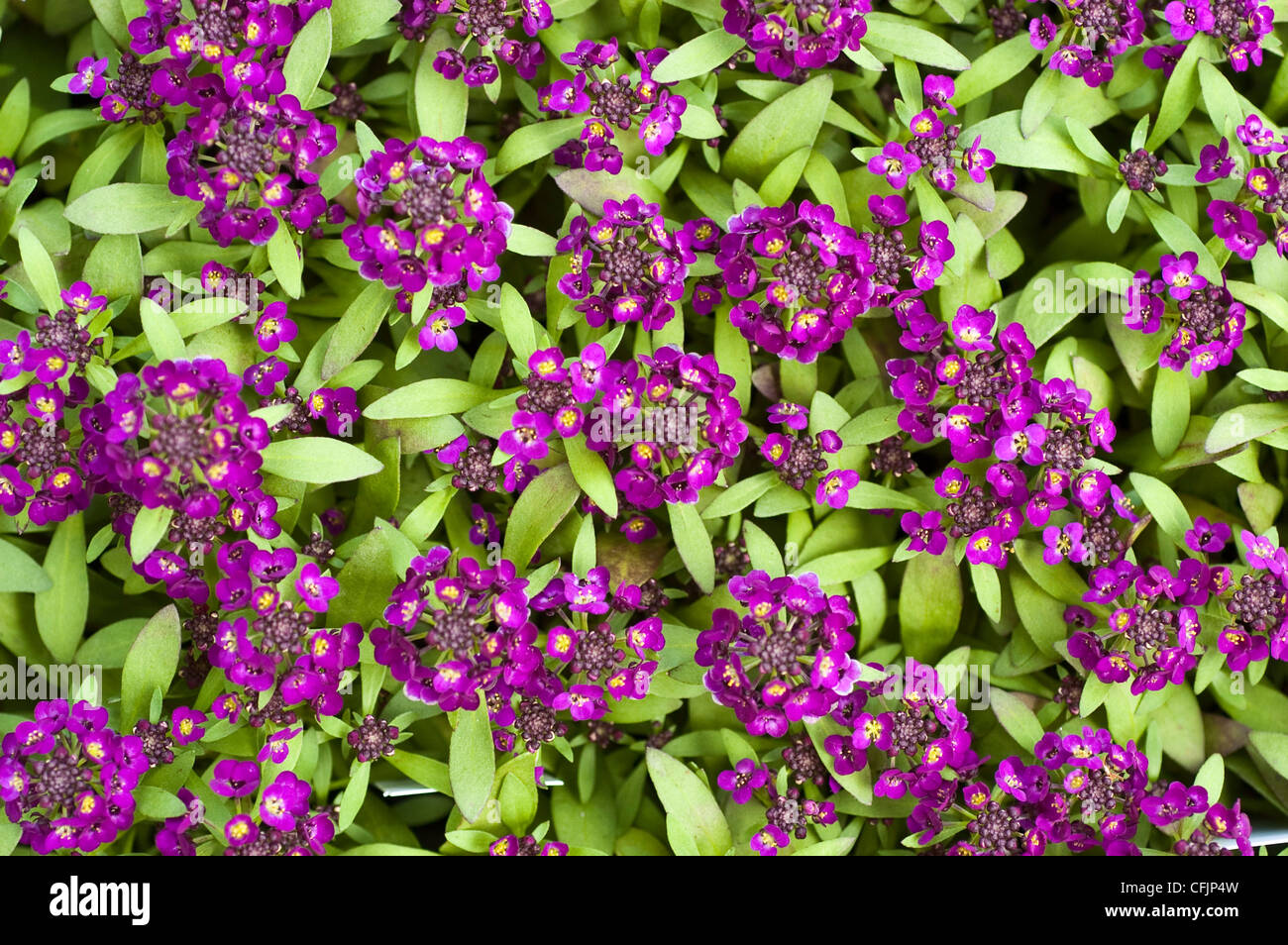Beaucoup de petites violettes Banque de photographies et d'images à haute  résolution - Alamy