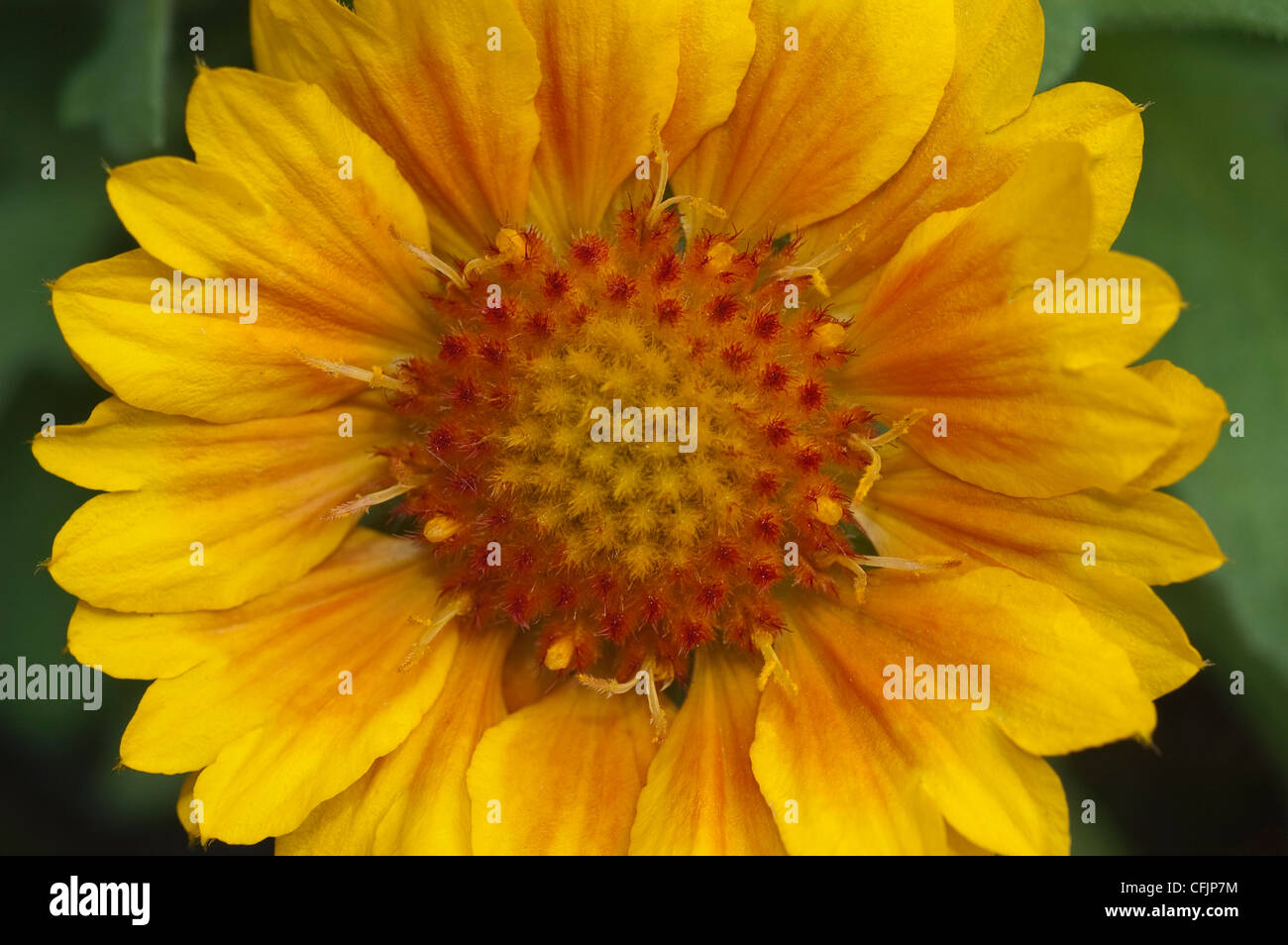 Jaune Orange flower close up de Gaillardia aristata Gallo Peach, couverture fleur, Banque D'Images