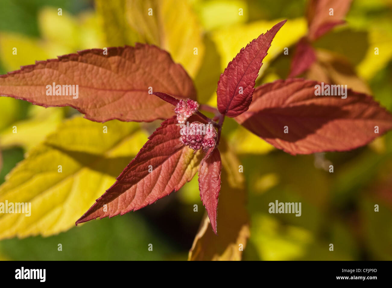 Spirea Foliage Photos Spirea Foliage Images Alamy