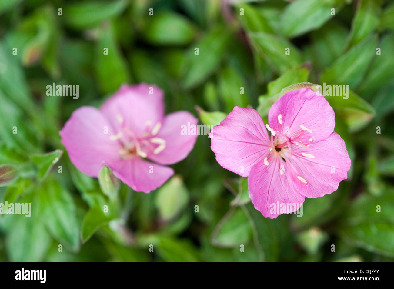 Fleurs rose magenta Magenta brillant d'Oenothera Banque D'Images