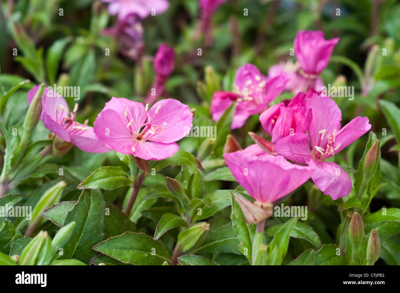 Fleurs rose magenta Magenta brillant d'Oenothera Banque D'Images