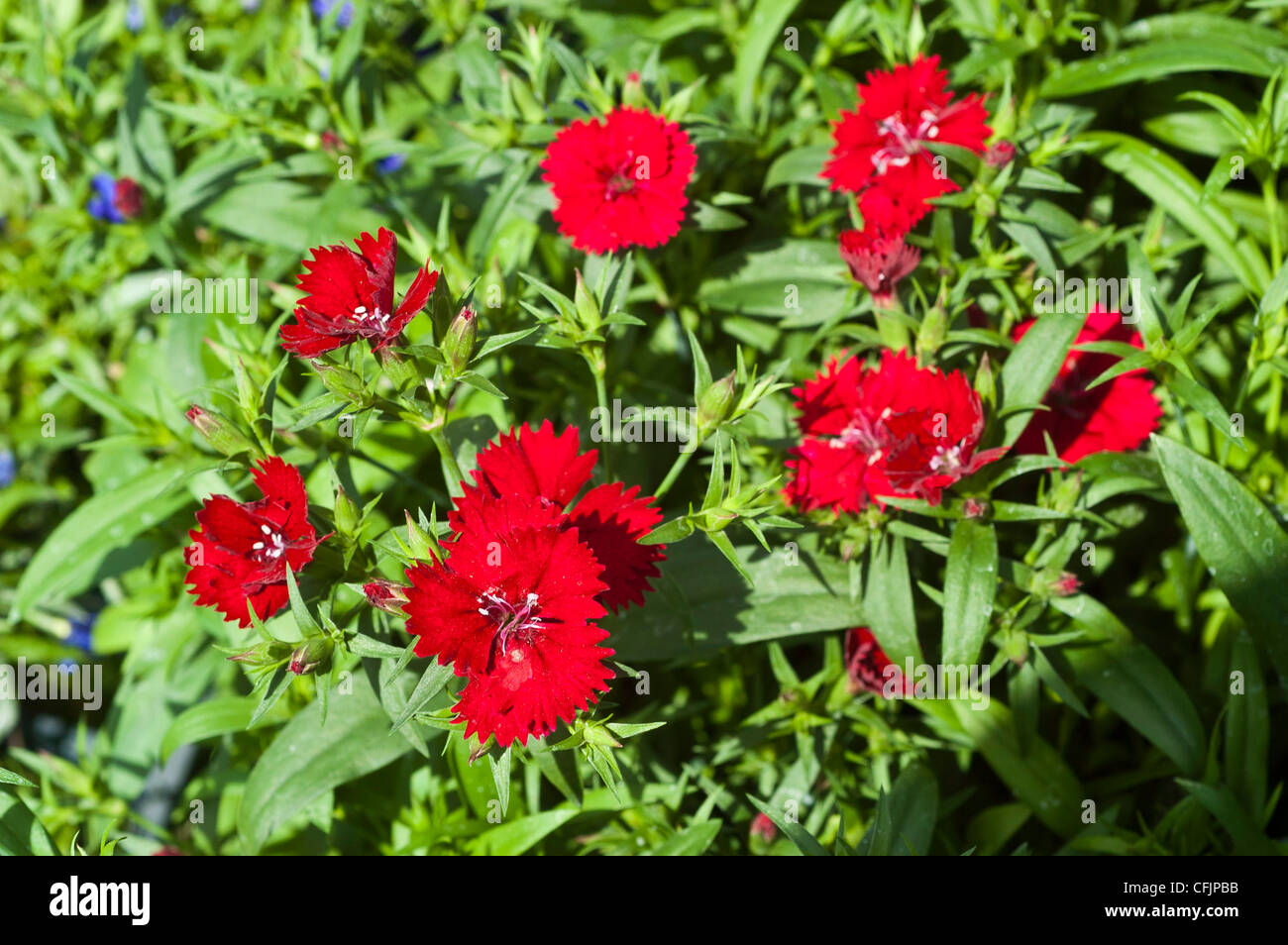 Fleur rouge dianthus close up Banque D'Images