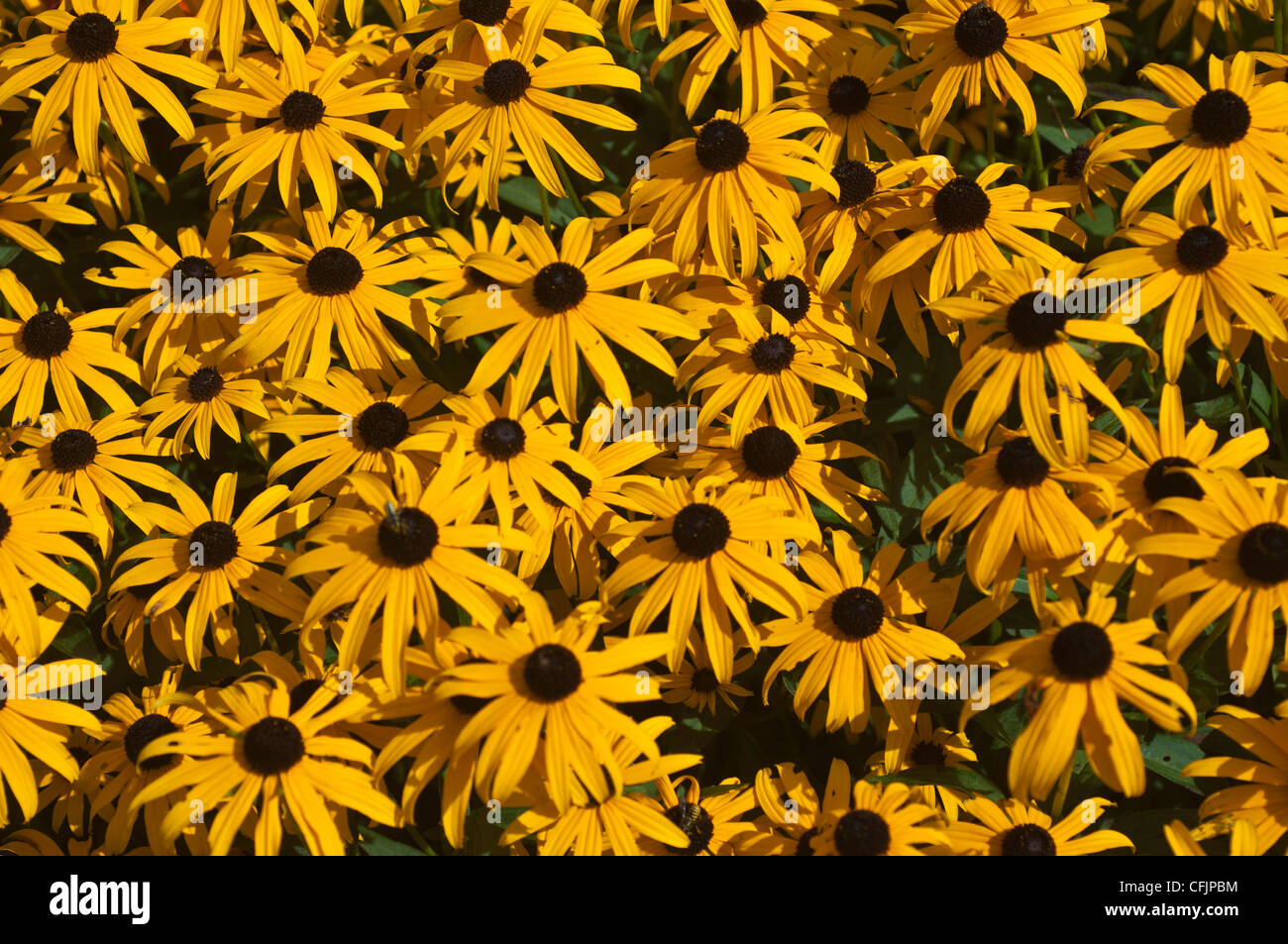 Fleurs jaunes de Rudbeckia fulgida var sullivantii Goldsturm cv, Asteraceae Banque D'Images