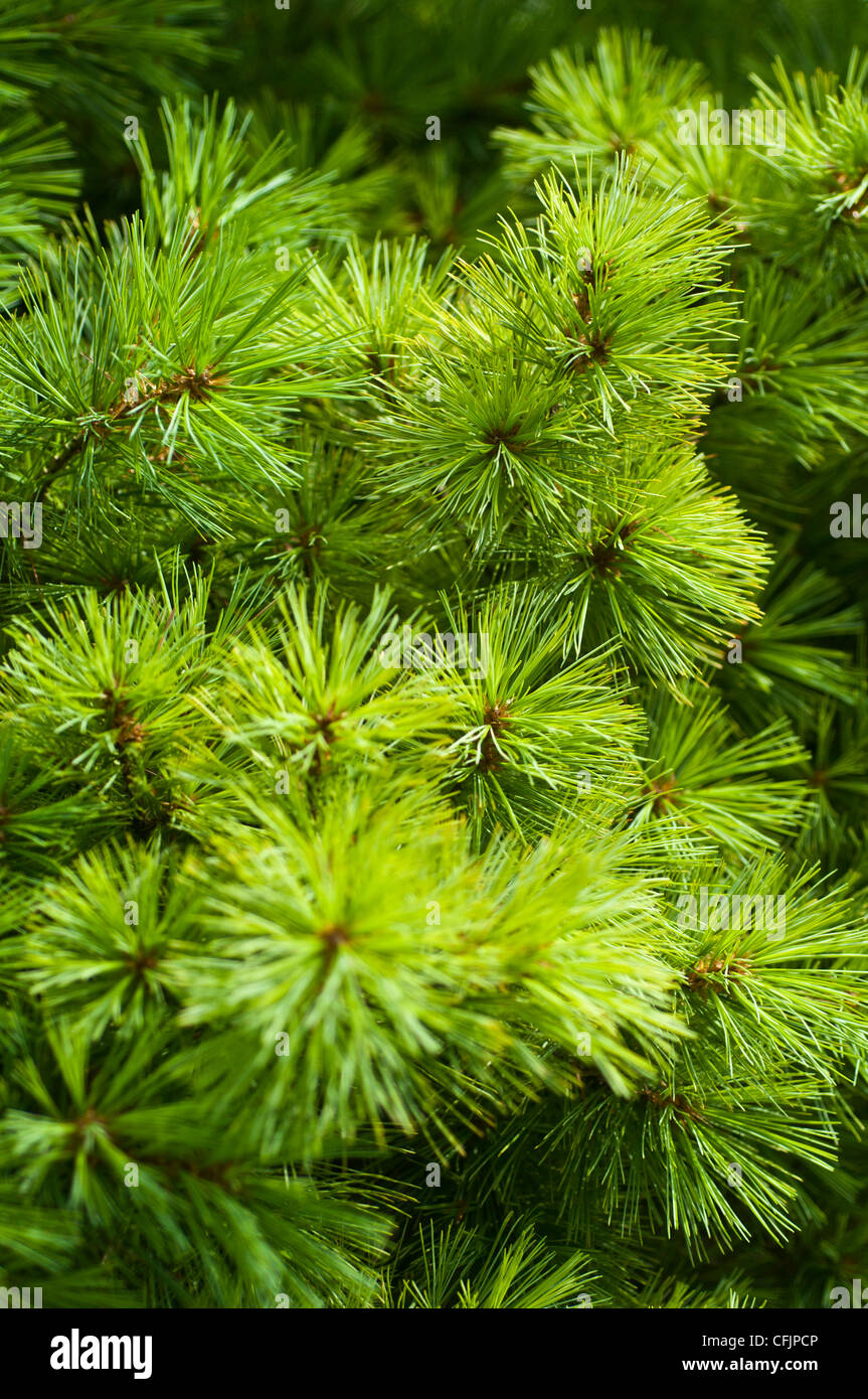 Les conifères vert du pin blanc, Pinus strobus v Blue Shag Banque D'Images