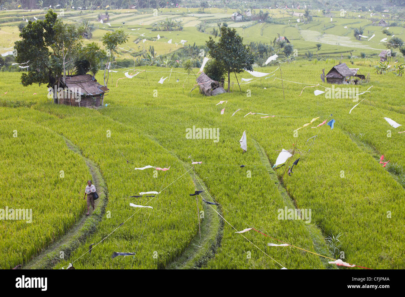 Les rizières, Tirta Gangga, Bali, Indonésie, Asie du Sud, Asie Banque D'Images