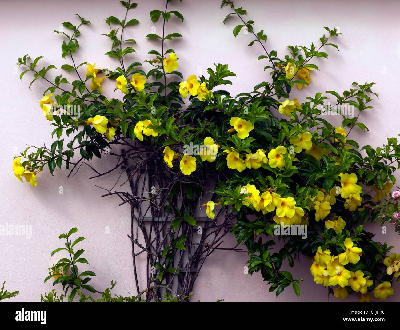 Trompette d'or vine (jaune allamanda) croissant sur le côté d'une maison aux Bermudes. Banque D'Images