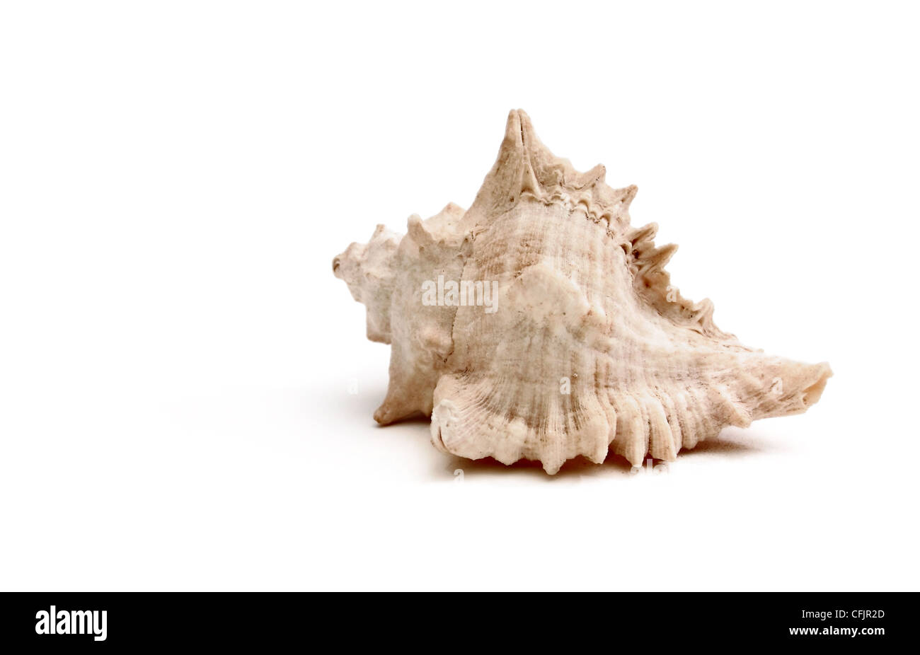 Sea Shell est une chose spéciale avec des formes spéciales Banque D'Images