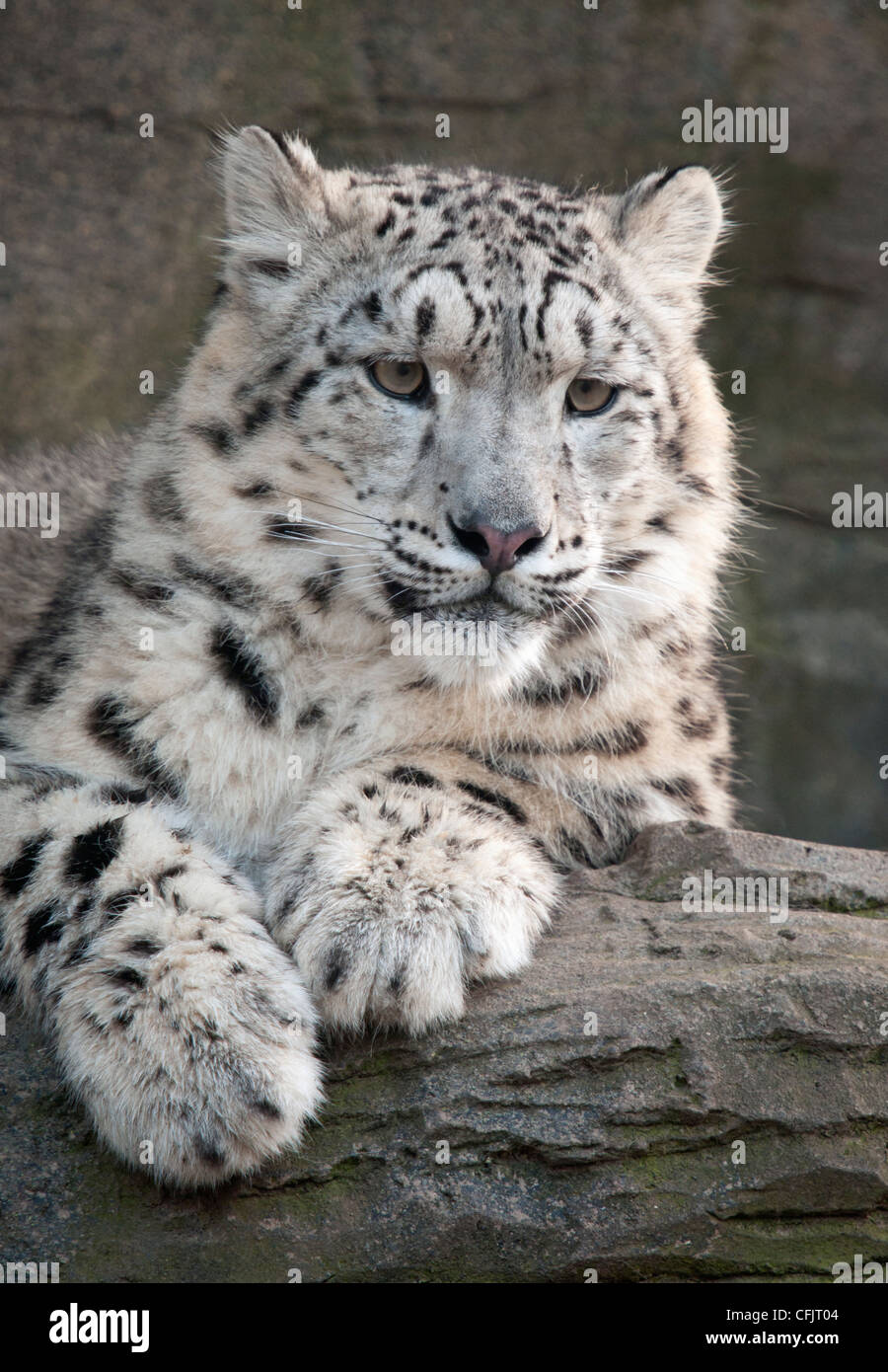 Snow Leopard cub à vers la caméra Banque D'Images
