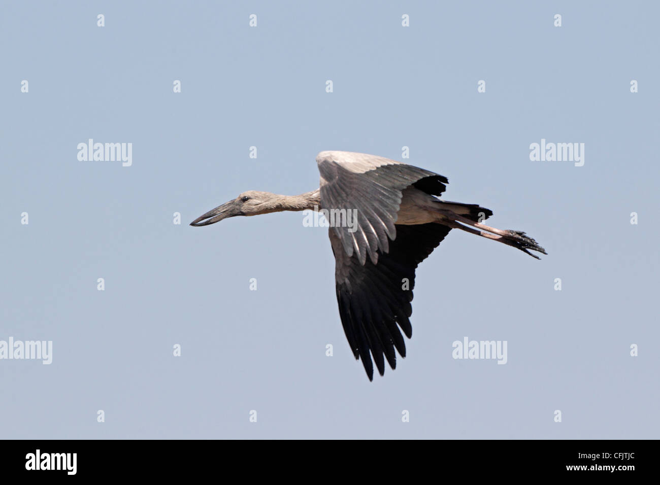 Asian Openbill Stork en vol Banque D'Images