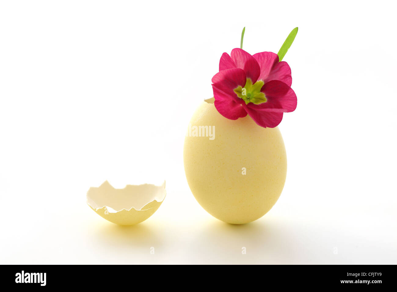 Primrose dans coquille d'Pâques Banque D'Images