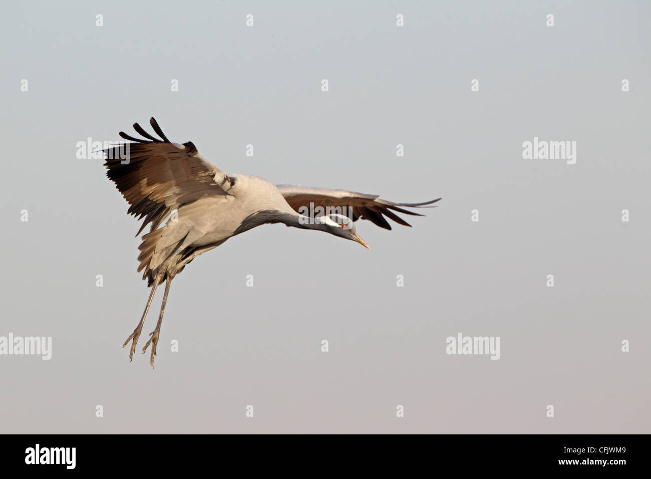 Grue Demoiselle entrée en terre Banque D'Images