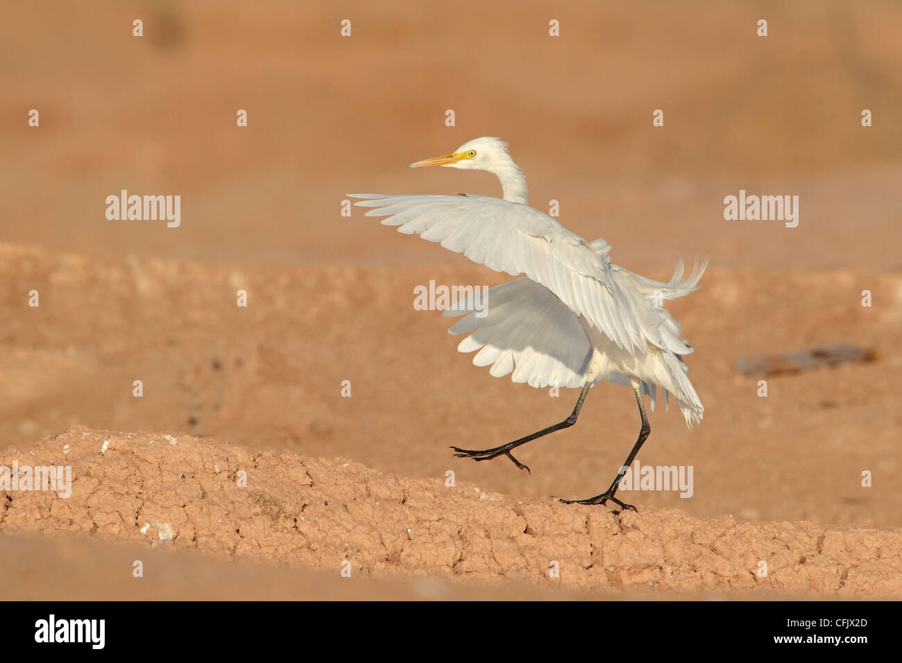Aigrette intermédiaire entrée en terre Banque D'Images