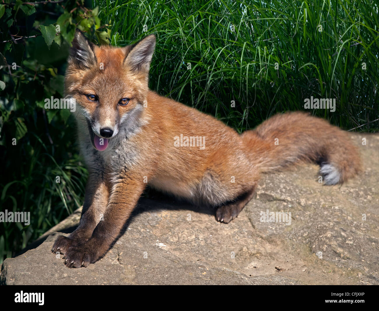 Européenne juvéniles Red Fox (Vulpes vulpes) Banque D'Images