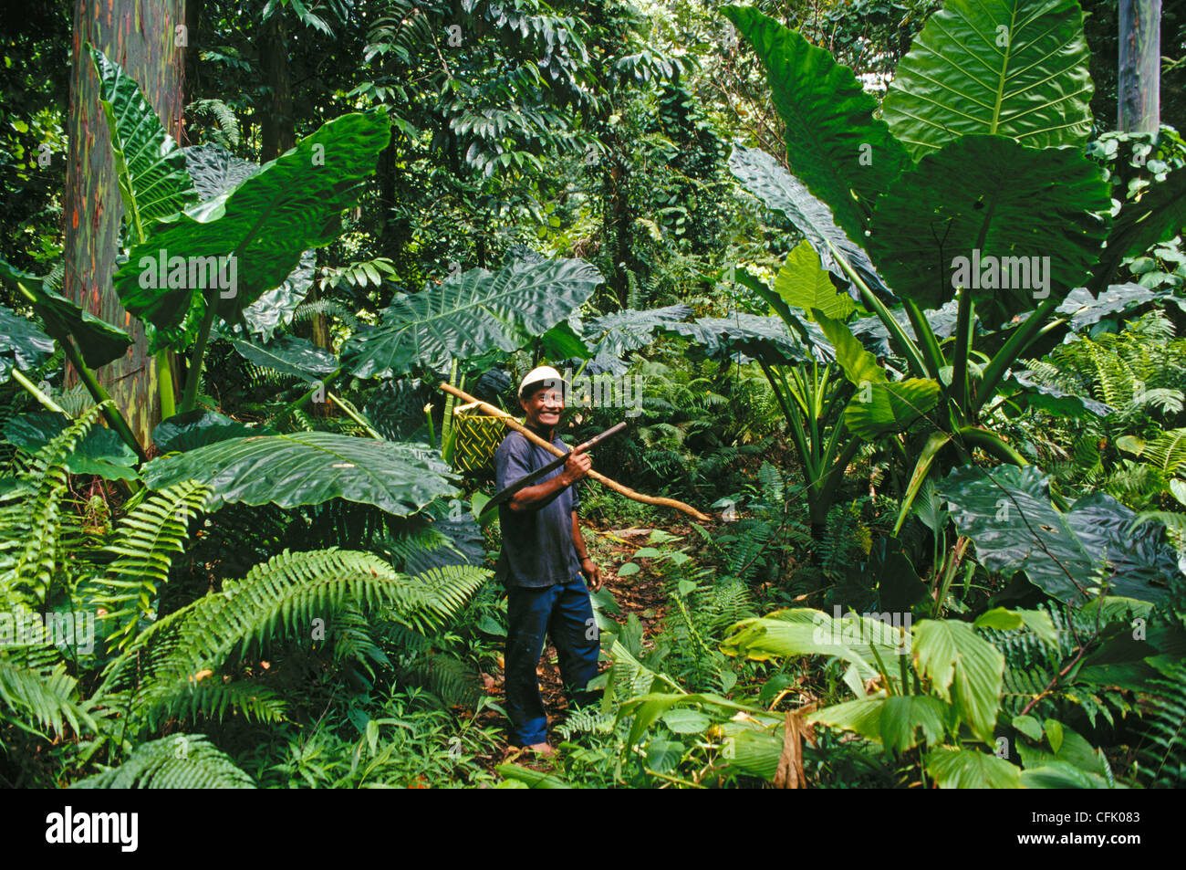 Kosrae Micronésie : Tadao, Waguk dans la forêt tropicale sur la piste vers Menke ruines. Banque D'Images