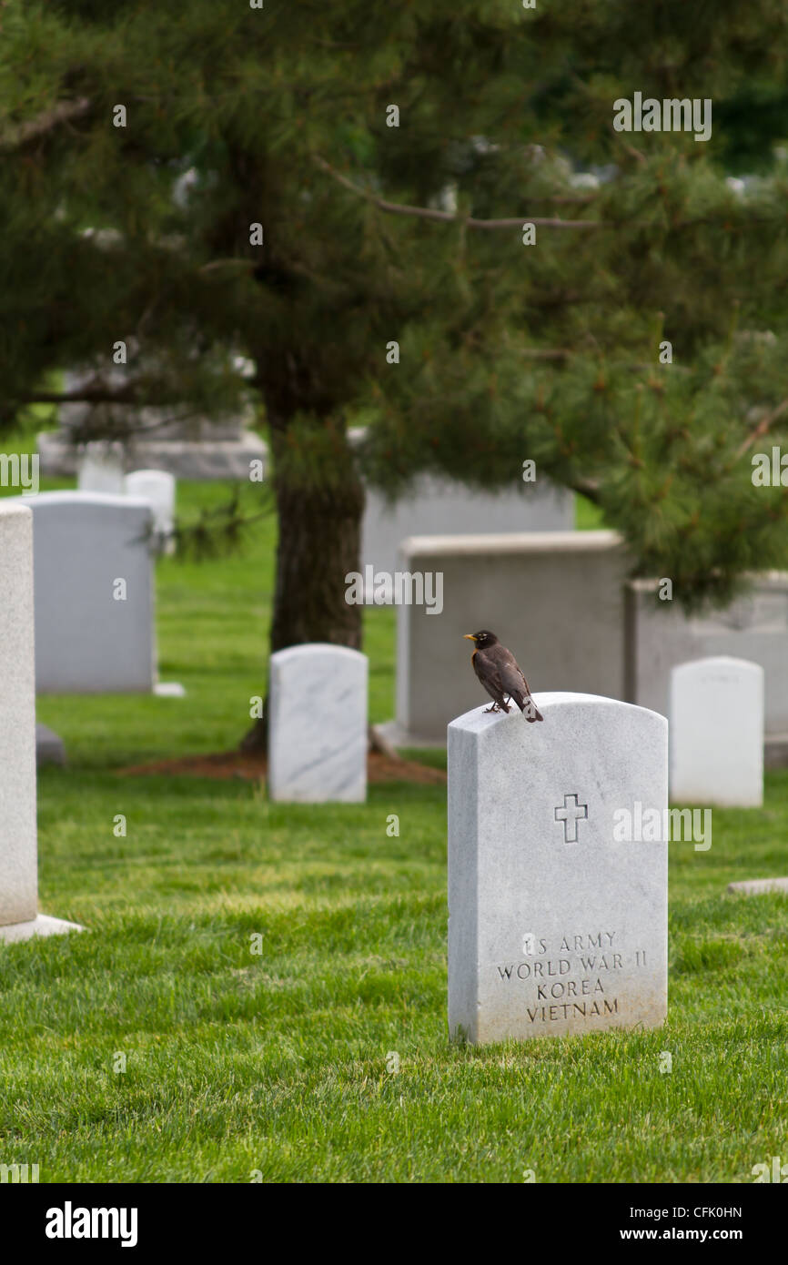 Oiseau chante alors qu'il était assis sur une pierre tombale dans un cimetière Le cimetière d'Arlington (anciens combattants) Banque D'Images Oiseau chante alors qu'il était assis sur une pierre tombale dans un cimetière Le cimetière d'Arlington (anciens combattants) Banque D'Images
