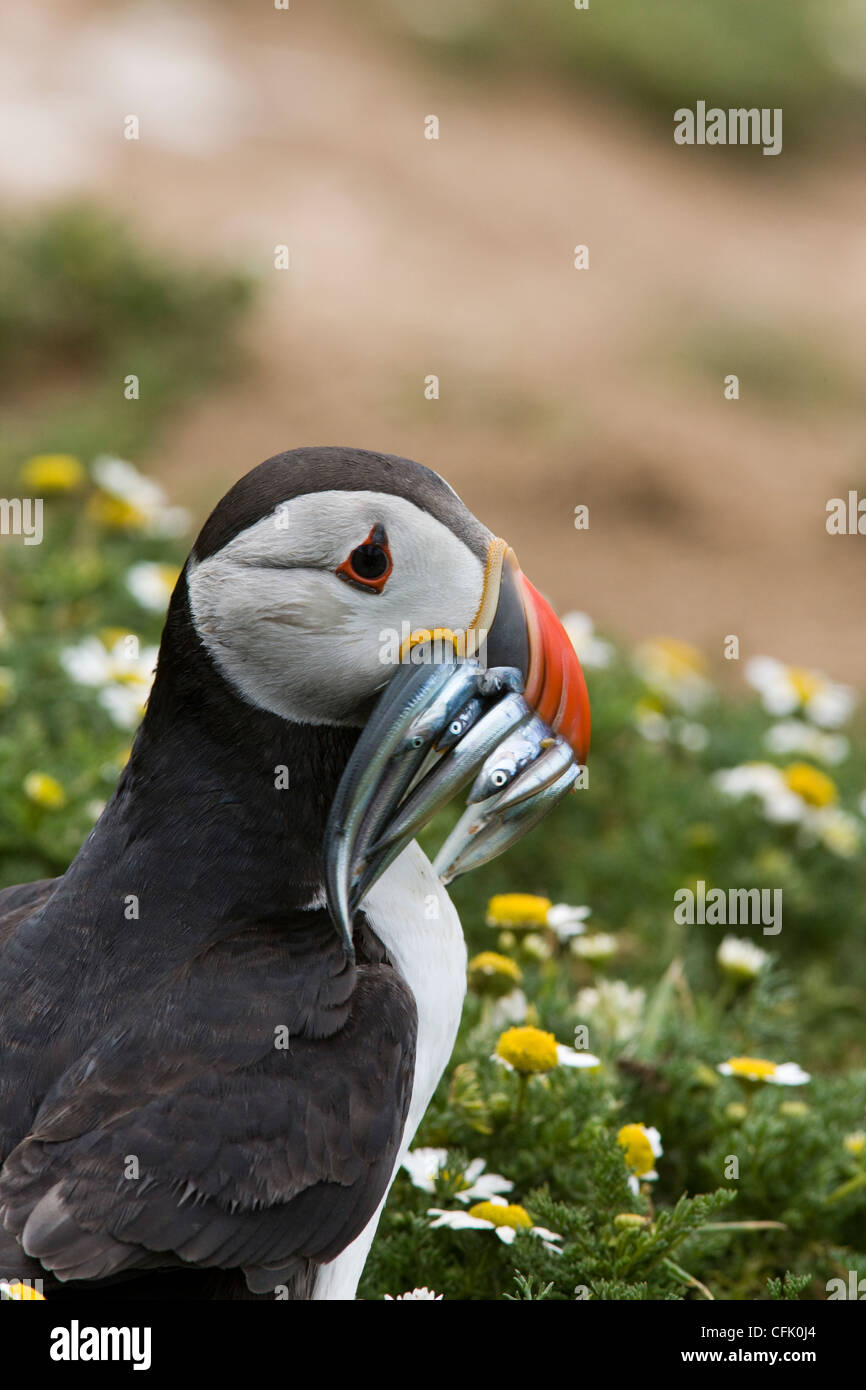 Macareux moine sur l'île de Skomer à Pembrokeshire, Pays de Galles Banque D'Images