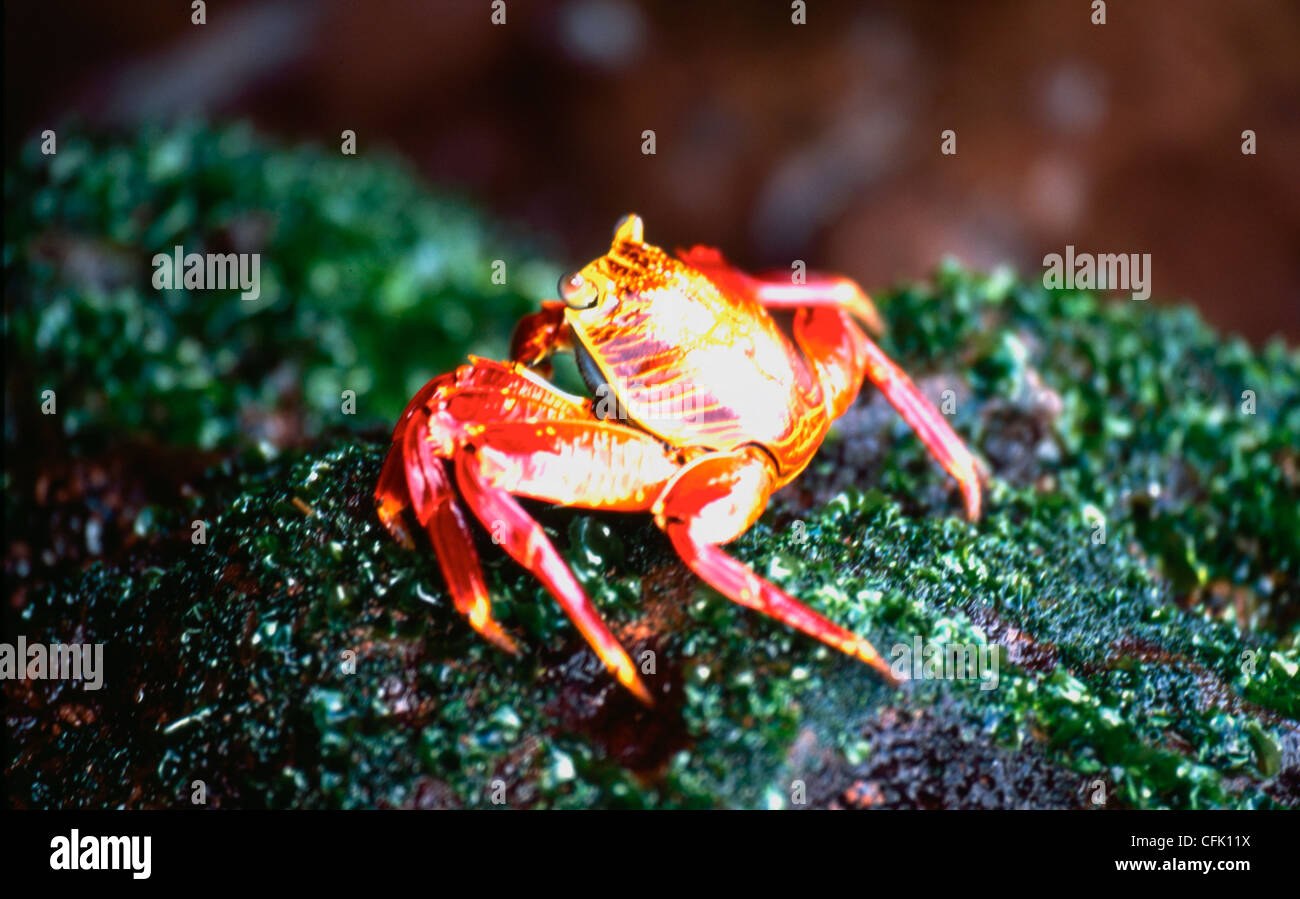 Sally Light pied crabe (Graspsus grapsus). Banque D'Images
